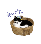 猫のハムスケ_Vo.1（個別スタンプ：19）