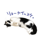 猫のハムスケ_Vo.1（個別スタンプ：21）
