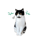 猫のハムスケ_Vo.1（個別スタンプ：23）
