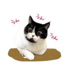 猫のハムスケ_Vo.1（個別スタンプ：24）