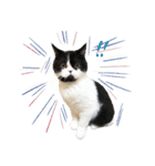 猫のハムスケ_Vo.1（個別スタンプ：25）