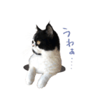 猫のハムスケ_Vo.1（個別スタンプ：26）