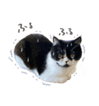 猫のハムスケ_Vo.1（個別スタンプ：27）