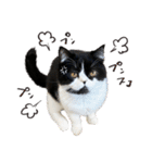 猫のハムスケ_Vo.1（個別スタンプ：28）