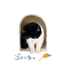 猫のハムスケ_Vo.1（個別スタンプ：31）