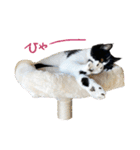猫のハムスケ_Vo.1（個別スタンプ：33）