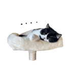 猫のハムスケ_Vo.1（個別スタンプ：34）