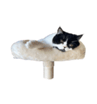 猫のハムスケ_Vo.1（個別スタンプ：35）