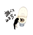 猫のハムスケ_Vo.1（個別スタンプ：36）