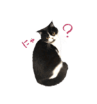 猫のハムスケ_Vo.1（個別スタンプ：37）