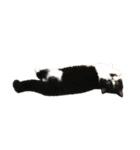 猫のハムスケ_Vo.1（個別スタンプ：38）