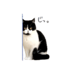 猫のハムスケ_Vo.1（個別スタンプ：39）