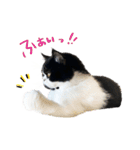 猫のハムスケ_Vo.1（個別スタンプ：40）