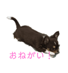 犬三昧ver4（個別スタンプ：1）