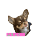 犬三昧ver4（個別スタンプ：2）