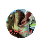 犬三昧ver4（個別スタンプ：3）