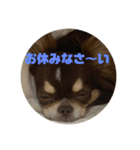 犬三昧ver4（個別スタンプ：4）
