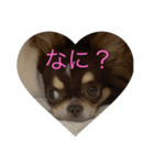 犬三昧ver4（個別スタンプ：5）