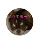 犬三昧ver4（個別スタンプ：6）