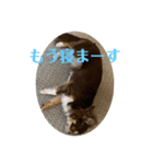 犬三昧ver4（個別スタンプ：7）