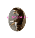 犬三昧ver4（個別スタンプ：8）
