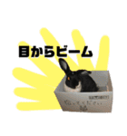 うさみ＆バリー（個別スタンプ：12）