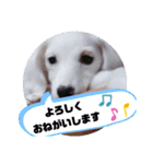 Latteくん挨拶（個別スタンプ：9）