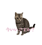 ✾愉快な猫たち5✾（個別スタンプ：6）