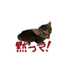 ✾愉快な猫たち5✾（個別スタンプ：14）