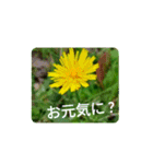 Field Flowers 4（個別スタンプ：1）