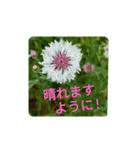 Field Flowers 4（個別スタンプ：2）