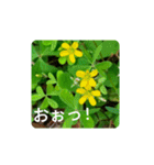 Field Flowers 4（個別スタンプ：4）