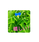 Field Flowers 4（個別スタンプ：5）