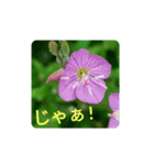 Field Flowers 4（個別スタンプ：8）