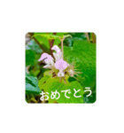 Field Flowers 4（個別スタンプ：10）