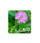 Field Flowers 4（個別スタンプ：11）