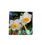 Field Flowers 4（個別スタンプ：21）