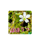 Field Flowers 4（個別スタンプ：23）