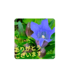 Field Flowers 4（個別スタンプ：24）