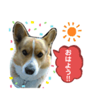 コーギーのコロン君（個別スタンプ：1）