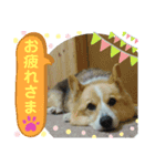 コーギーのコロン君（個別スタンプ：2）