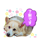 コーギーのコロン君（個別スタンプ：5）