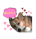 コーギーのコロン君（個別スタンプ：6）