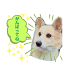コーギーのコロン君（個別スタンプ：7）