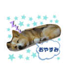 コーギーのコロン君（個別スタンプ：8）