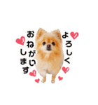ふぅたんスタンプ2021（個別スタンプ：1）