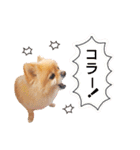 ふぅたんスタンプ2021（個別スタンプ：17）