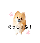 ふぅたんスタンプ2021（個別スタンプ：35）