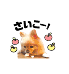 ふぅたんスタンプ2021（個別スタンプ：39）