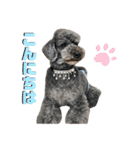 ダンドゥビ（個別スタンプ：1）